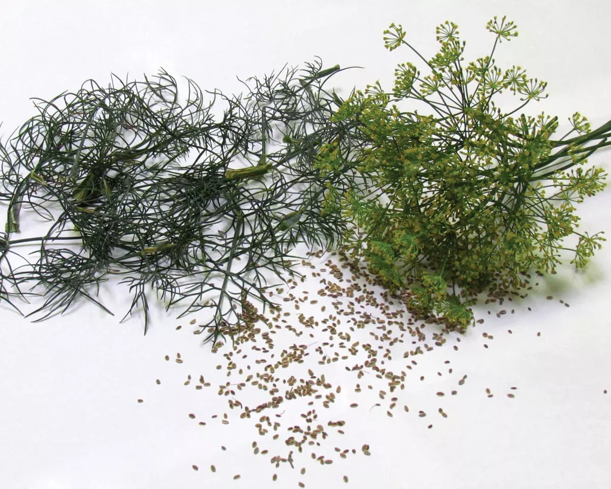 bouquet-dill-seeds Bouquet Dill Seeds
