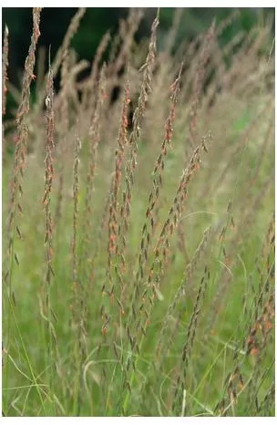 bouteloua-curtipendula-mosquito-grass Bouteloua curtipendula Mosquito Grass