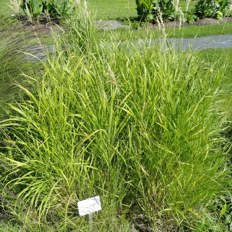 Bouteloua curtipendula - Sideoats Grama