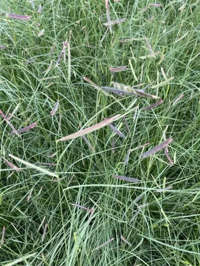 Bouteloua gracilis Mosquito Grass