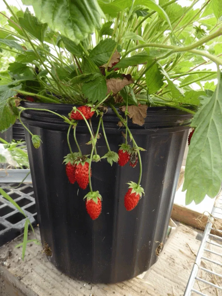 bowlenzauber-alpine-strawberry Bowlenzauber Alpine Strawberry