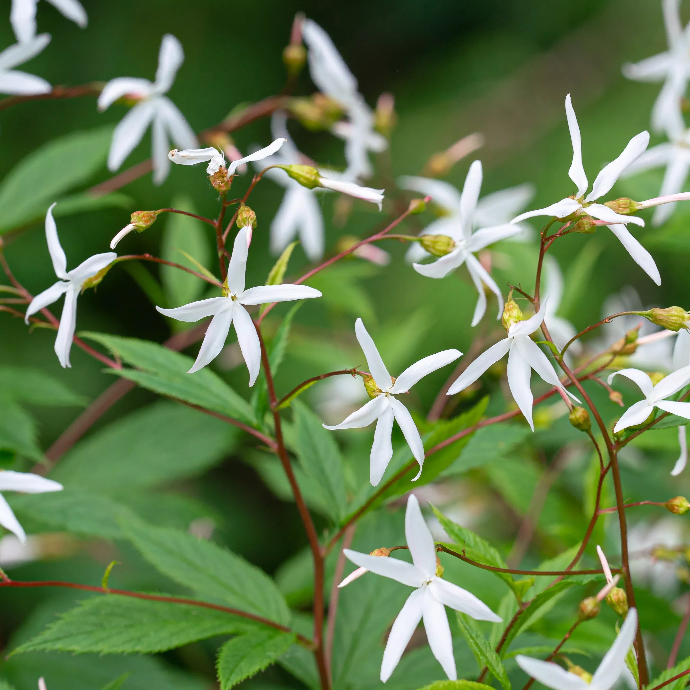 bowman-s-root-gillenia-trifoliata Bowman’s Root (Gillenia trifoliata)