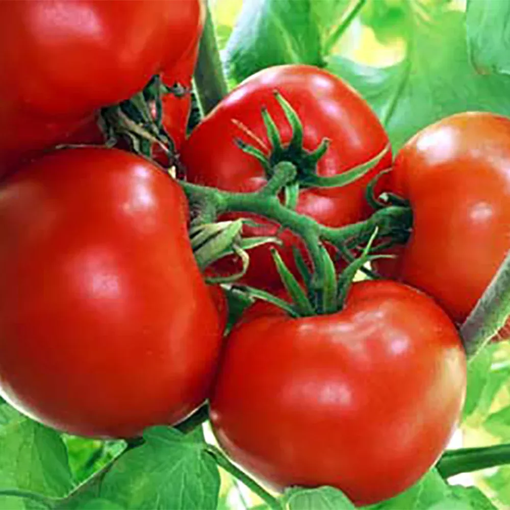 Box Car Willie Tomato
