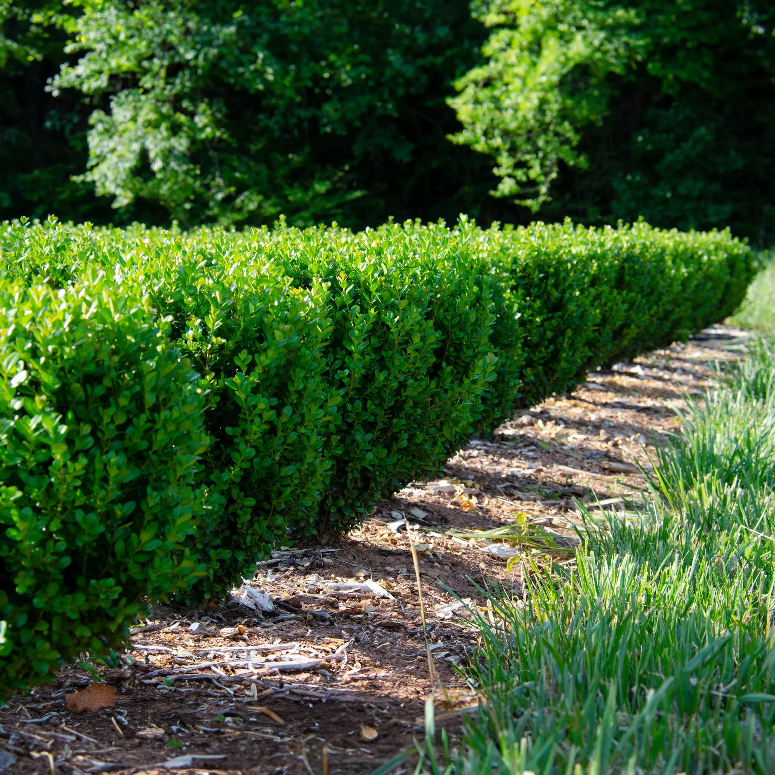 Boxwood