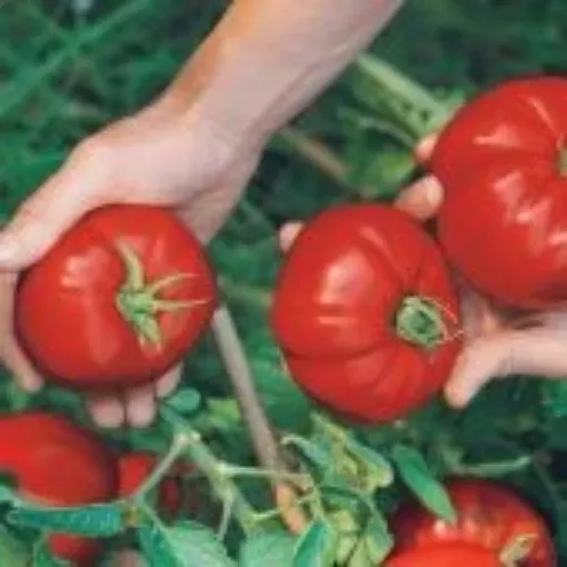boy-oh-boy-tomato-seeds Boy Oh Boy Tomato Seeds