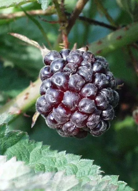boysenberry Boysenberry