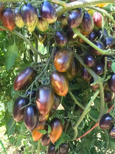 brad-s-atomic-grape-tomato Brad's Atomic Grape Tomato