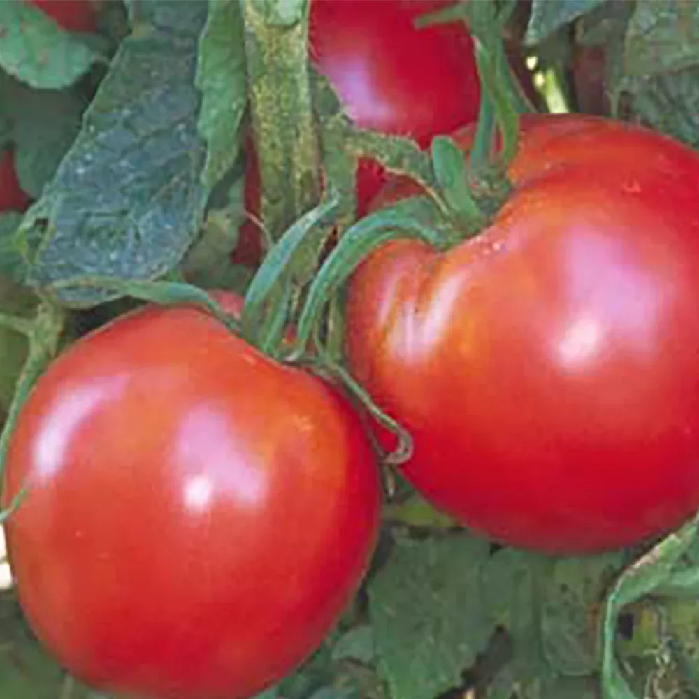 bradley-tomato Bradley Tomato
