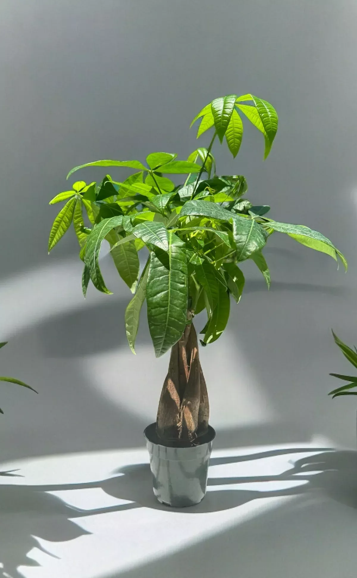 braided-money-tree Braided Money Tree