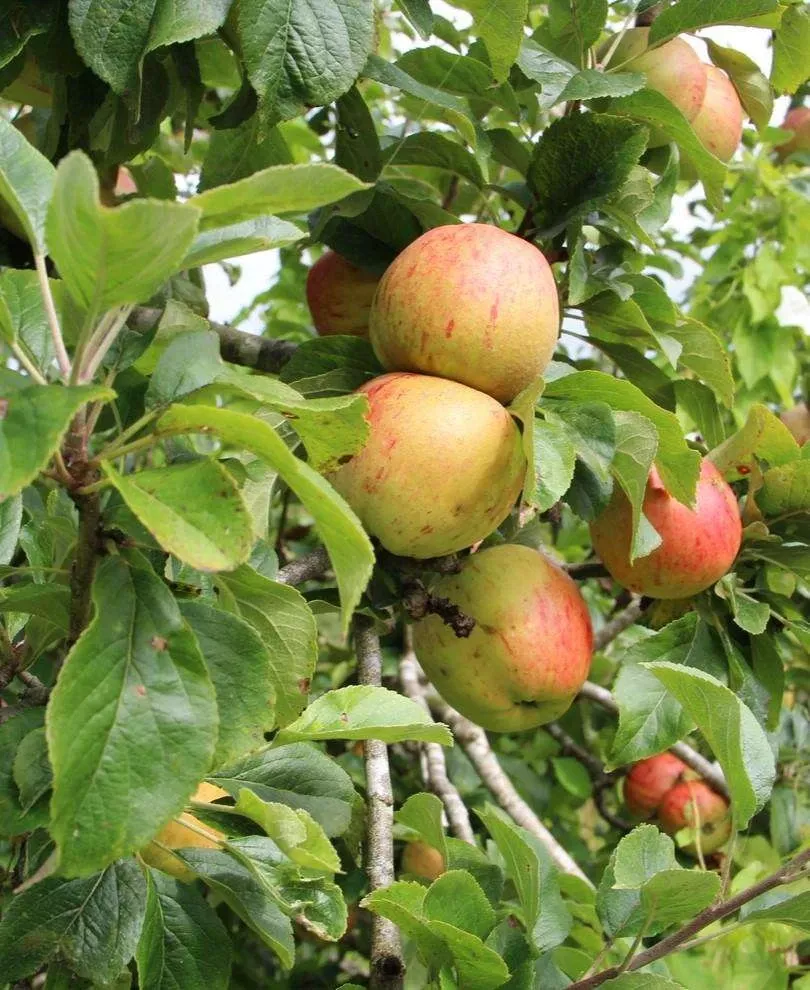 bramley-apple Bramley Apple