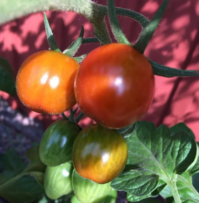 brandywine-cherry-tomato Brandywine Cherry Tomato