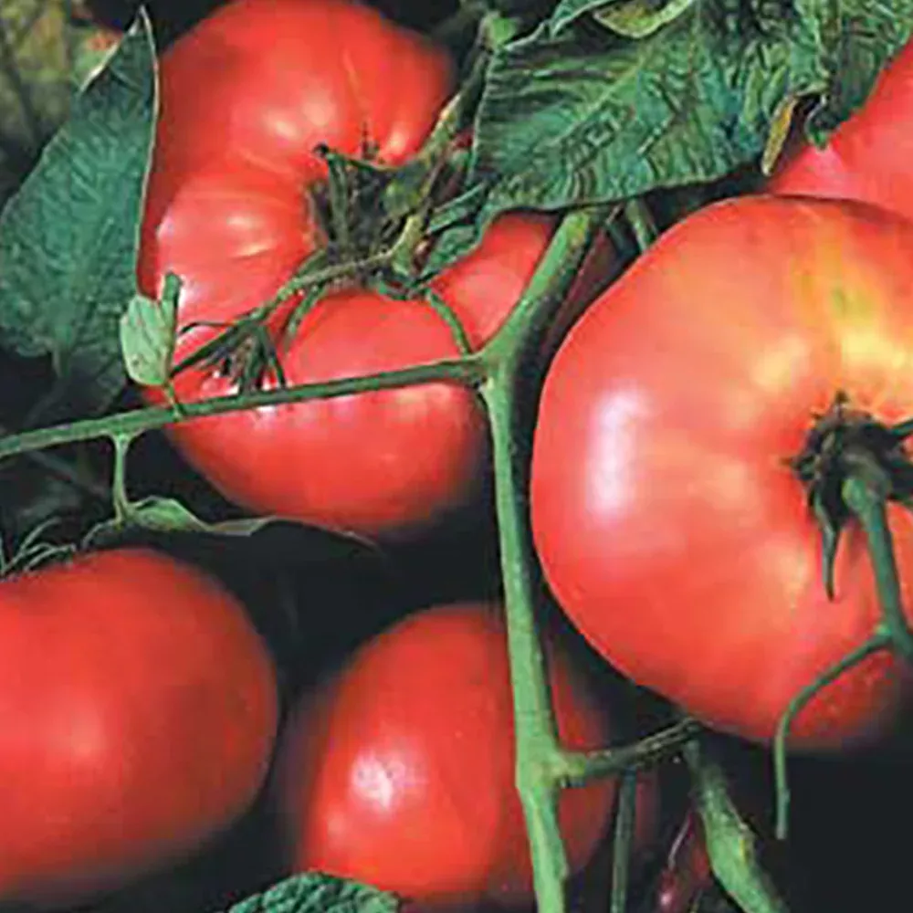 brandywine-otv-tomato Brandywine OTV Tomato