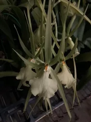 Brassia Edvah Loo x caudata v. alba - W/6 Spikes Now