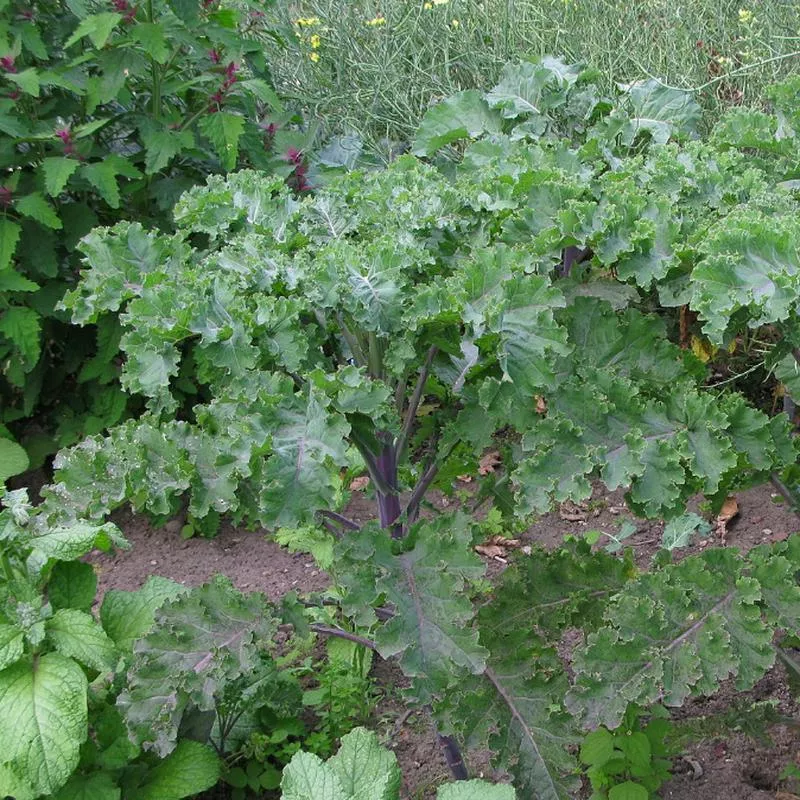 brassica-oleracea-var-acephala-tree-collard Brassica oleracea var. acephala (Tree Collard)