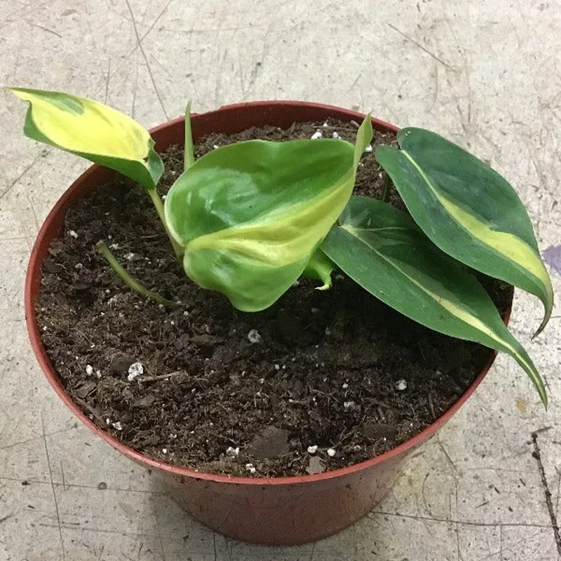 brazil-philodendron Brazil Philodendron
