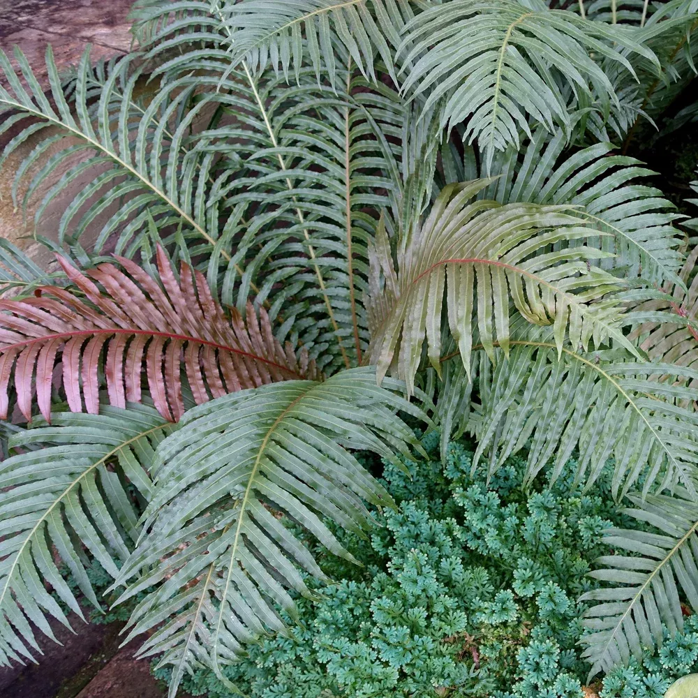 Brazilian Tree Fern