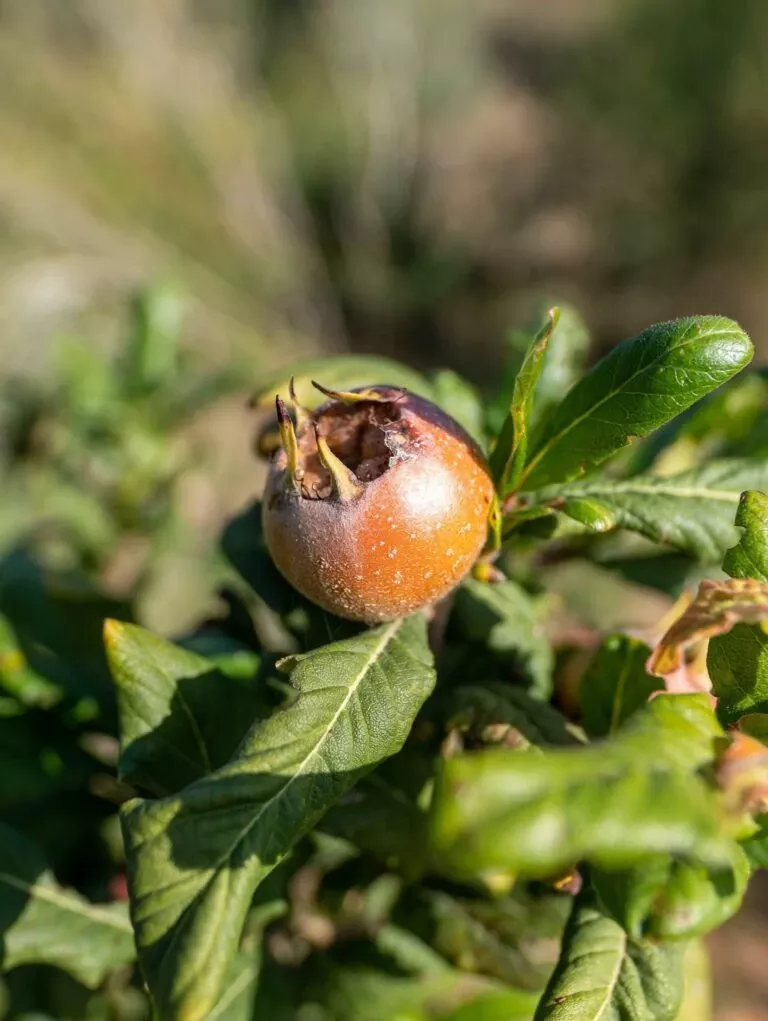 breda-giant-medlar Breda Giant Medlar