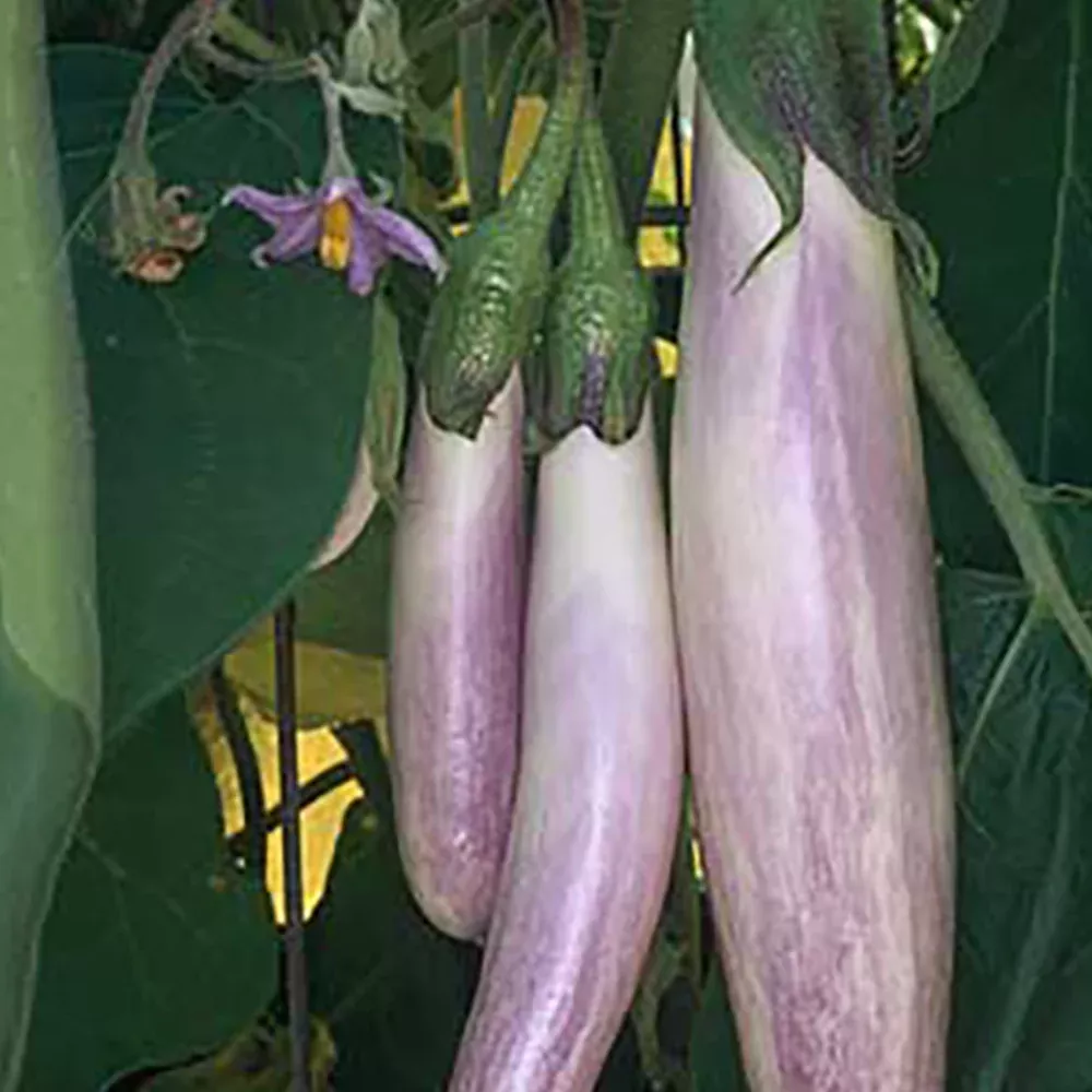 bride-hybrid-eggplant Bride Hybrid Eggplant