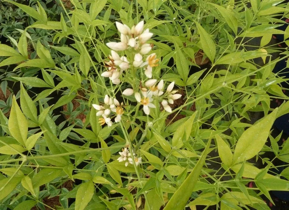 bright-light-heavenly-bamboo Bright Light Heavenly Bamboo