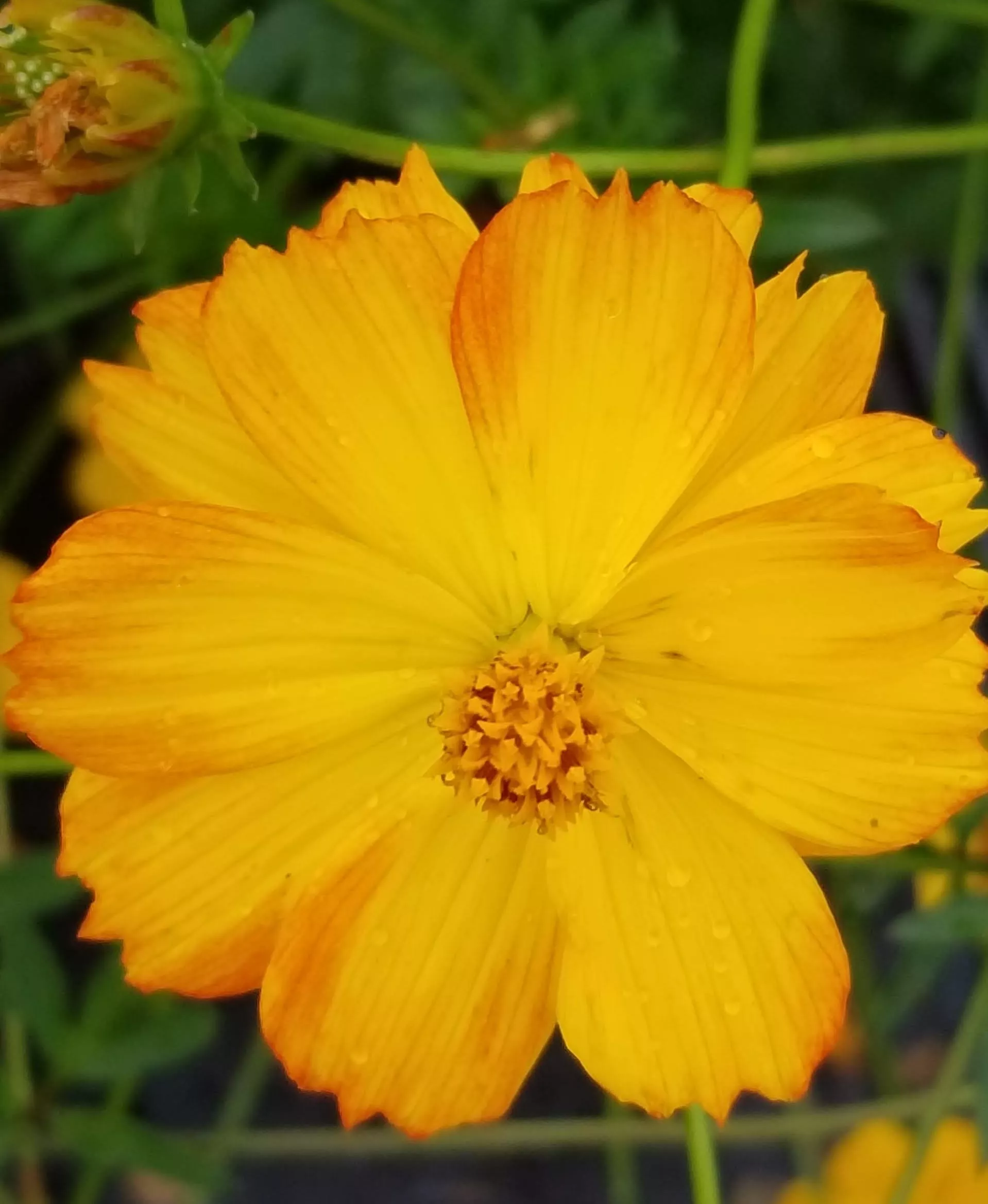 bright-lights-cosmos Bright Lights Cosmos