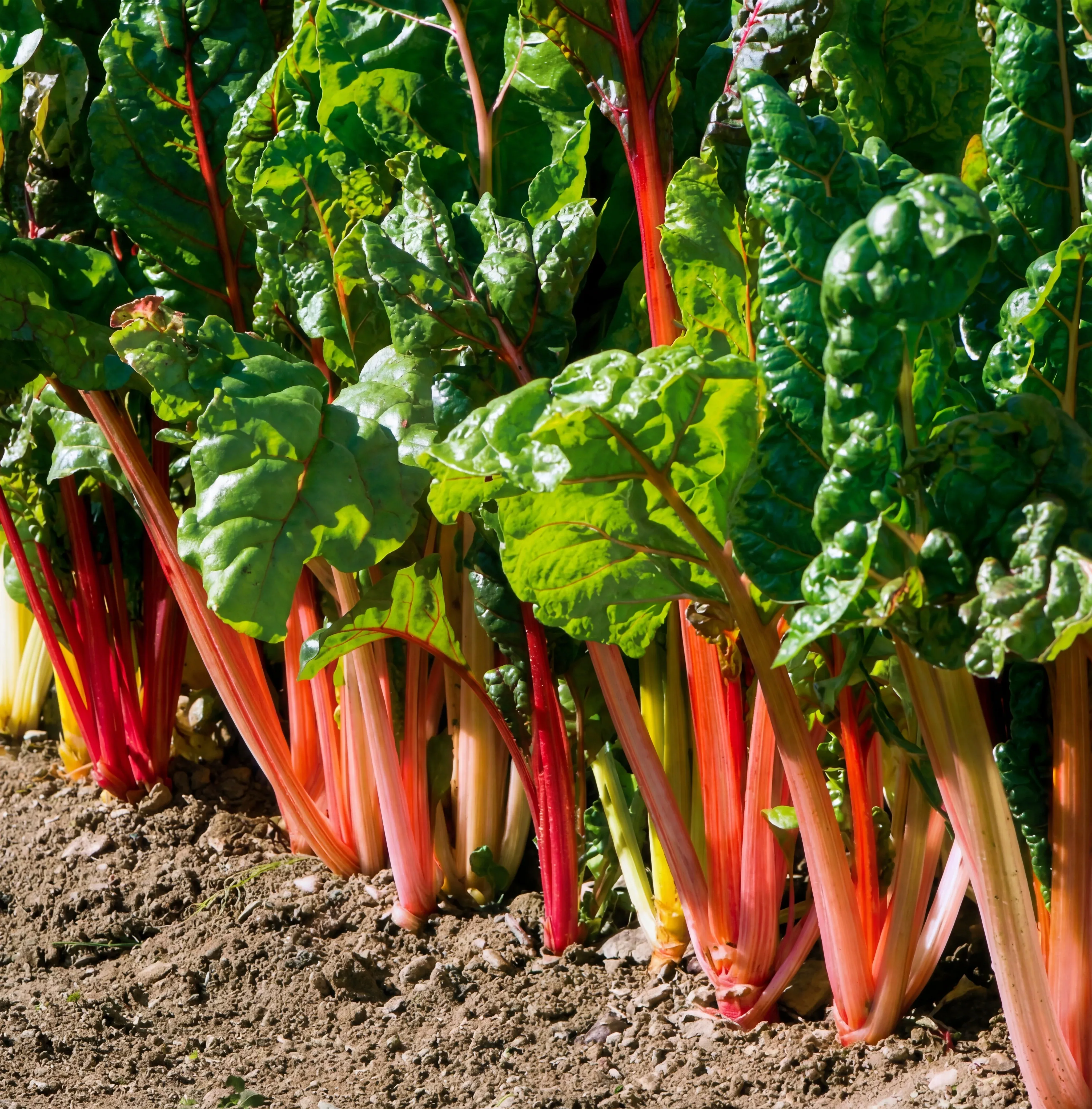 bright-lights-swiss-chard-seeds Bright Lights Swiss Chard Seeds