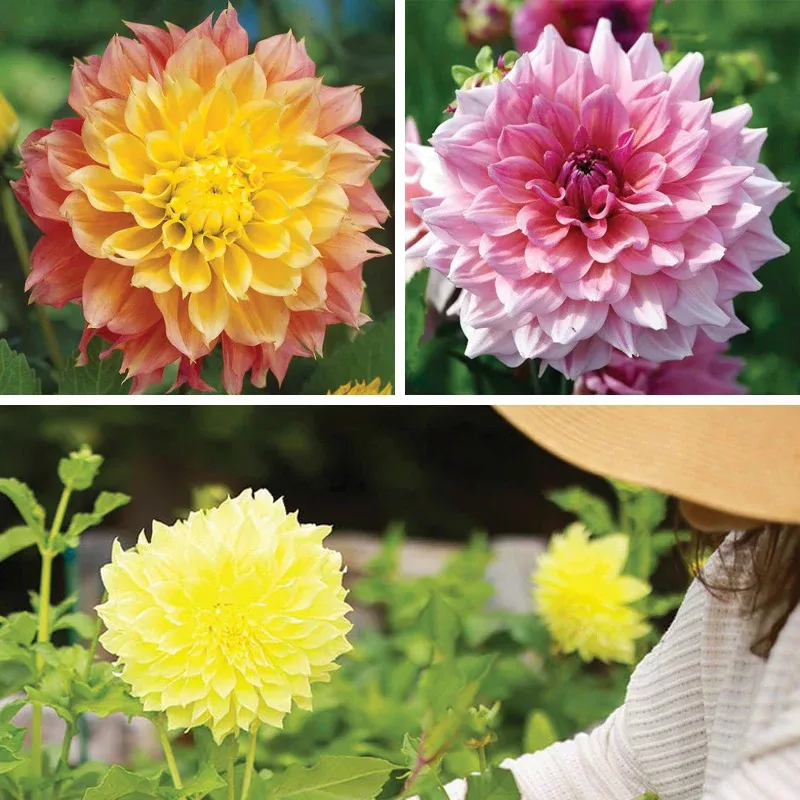 brilliant-burst-dinner-plate-dahlia-collection Brilliant Burst Dinner Plate Dahlia Collection
