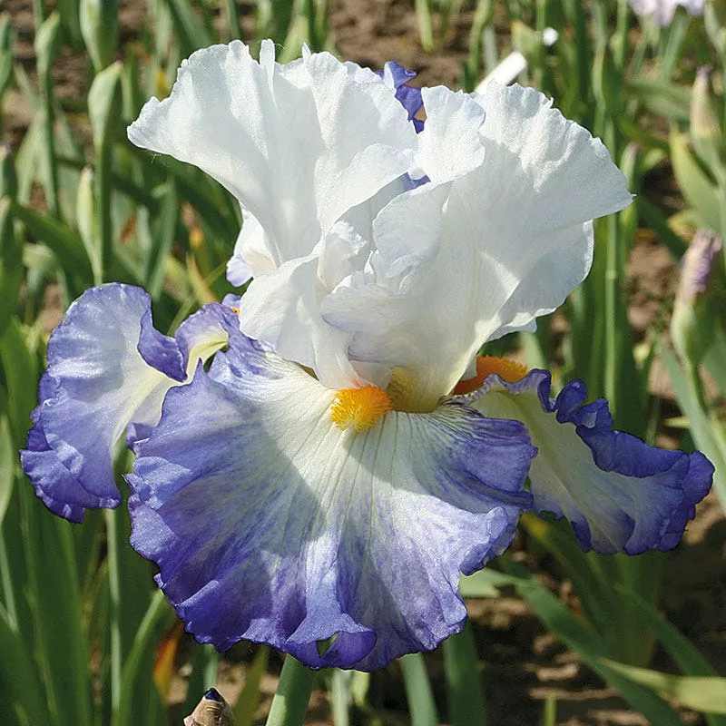brilliant-idea-bearded-iris Brilliant Idea Bearded Iris