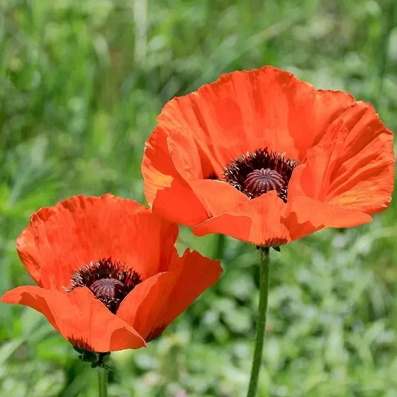 brilliant-oriental-poppy Brilliant Oriental Poppy