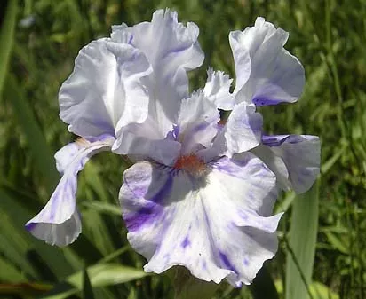 Brindled Beauty