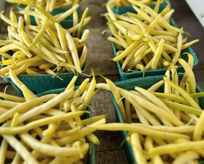 brittle-wax-bean Brittle Wax Bean