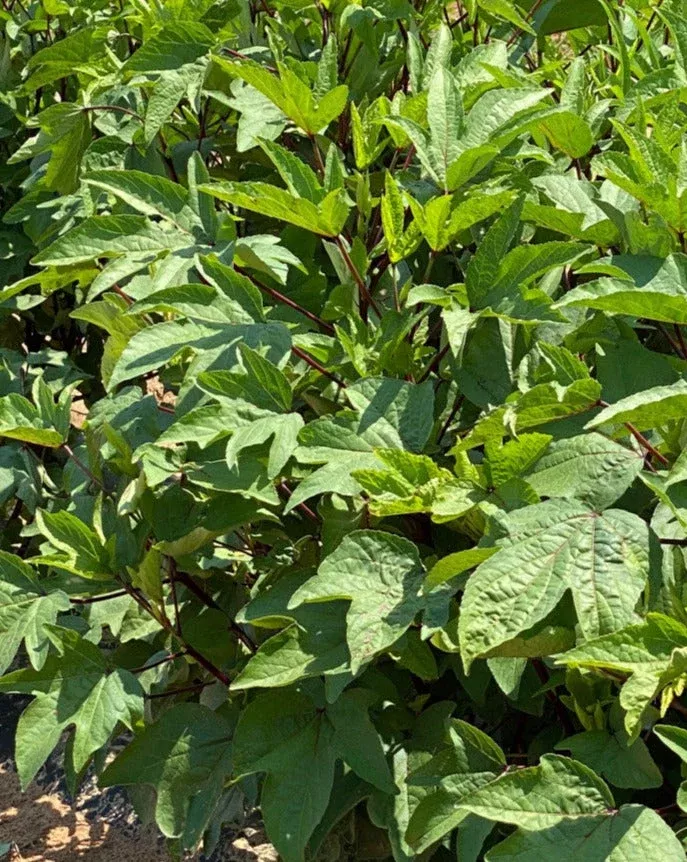 broad-leaf-red-stem-gongura Broad Leaf Red Stem Gongura