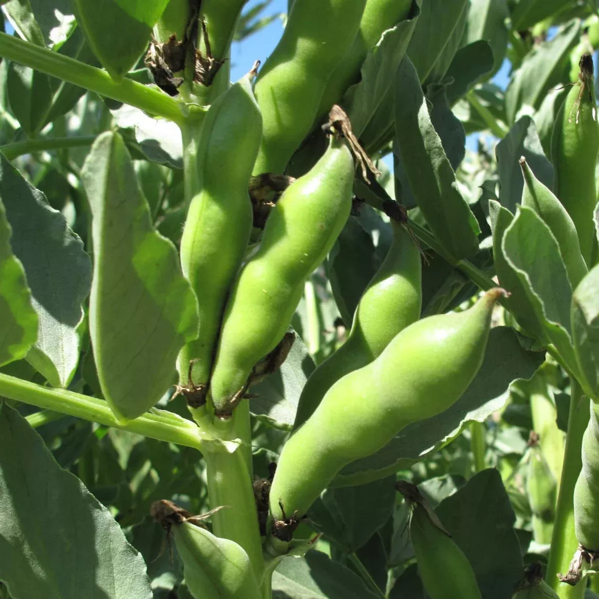broad-windsor-fava-bean Broad Windsor Fava Bean