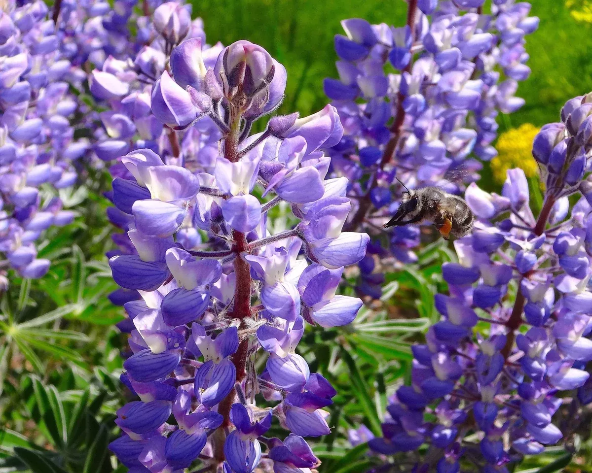 Broadleaf Lupine Seeds (Lupinus latifolius)