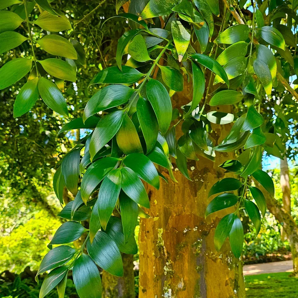 broadleaf-podocarp Broadleaf Podocarp