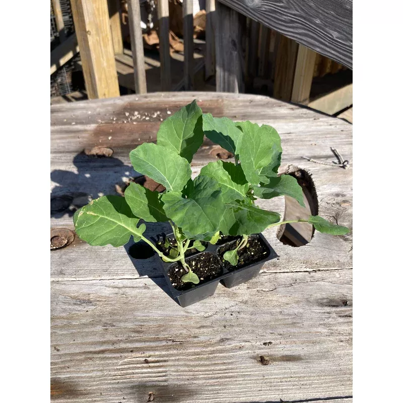 broccoli-belstar-f1 Broccoli, Belstar F1
