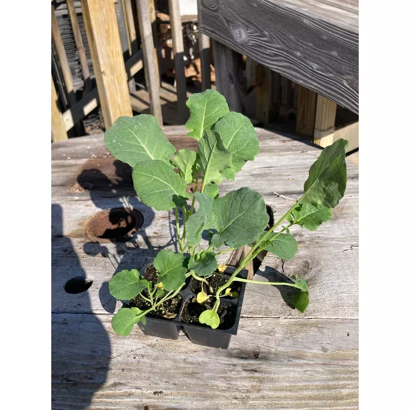 broccoli-di-cicco Broccoli, Di Cicco