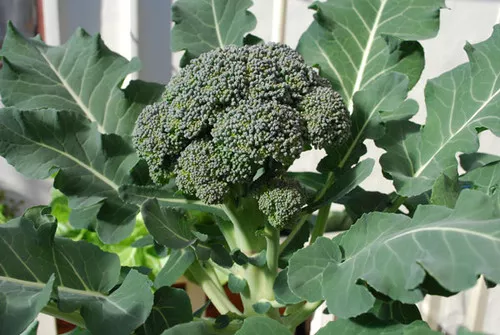 broccoli-diplomat broccoli (Diplomat)