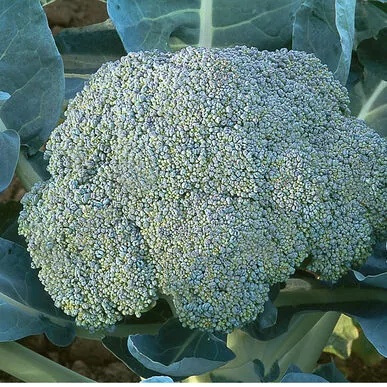 broccoli-gypsy Broccoli 'Gypsy'
