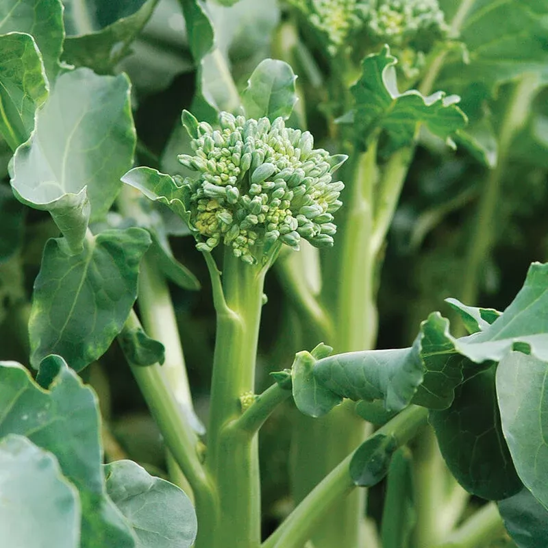 Broccoli: Happy Rich