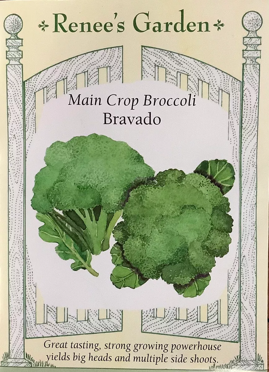 broccoli-main-crop-bravado Broccoli - Main Crop Bravado