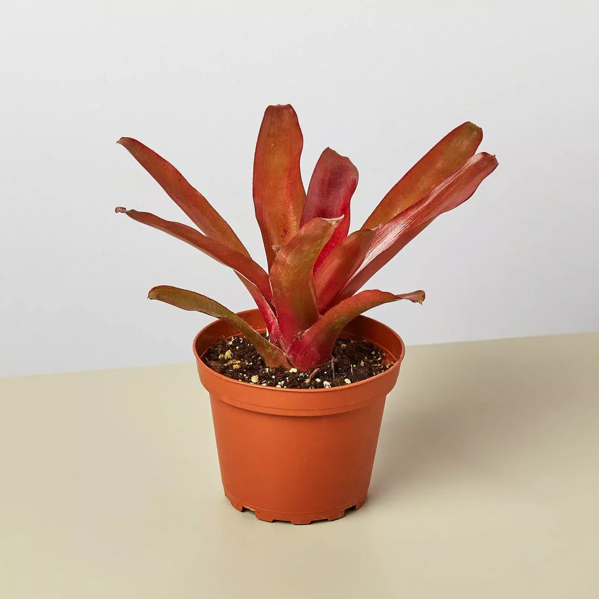 bromeliad-fireball Bromeliad ‘Fireball’