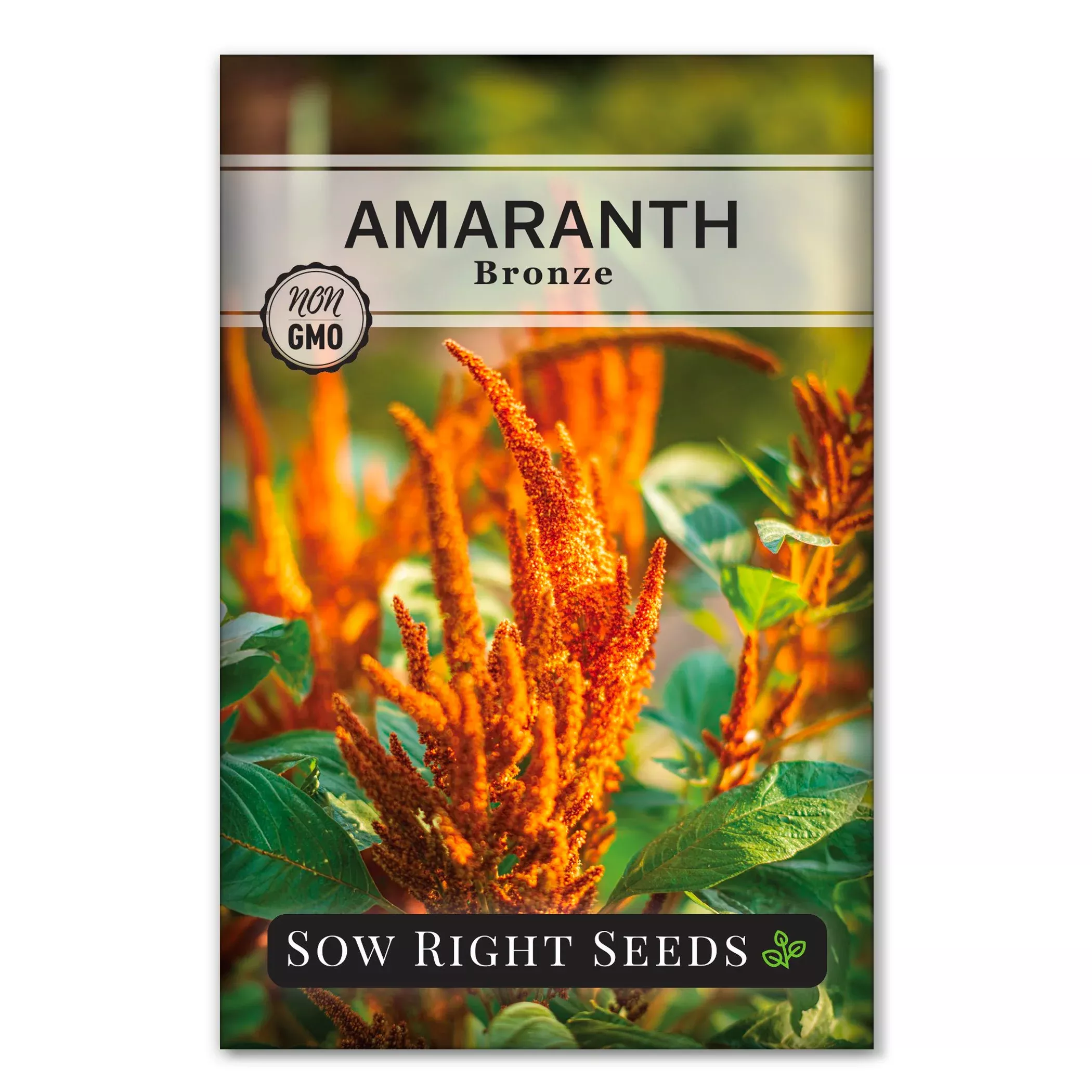 bronze-amaranth Bronze Amaranth