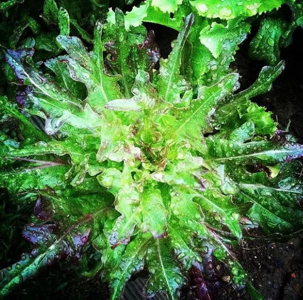 Bronze Arrowhead Lettuce
