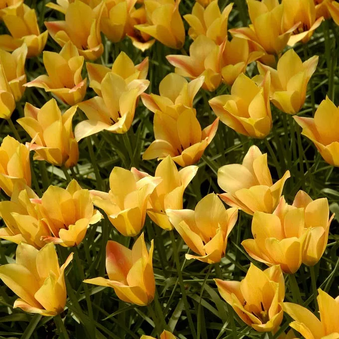 bronze-charm-wild-tulip Bronze Charm Wild Tulip
