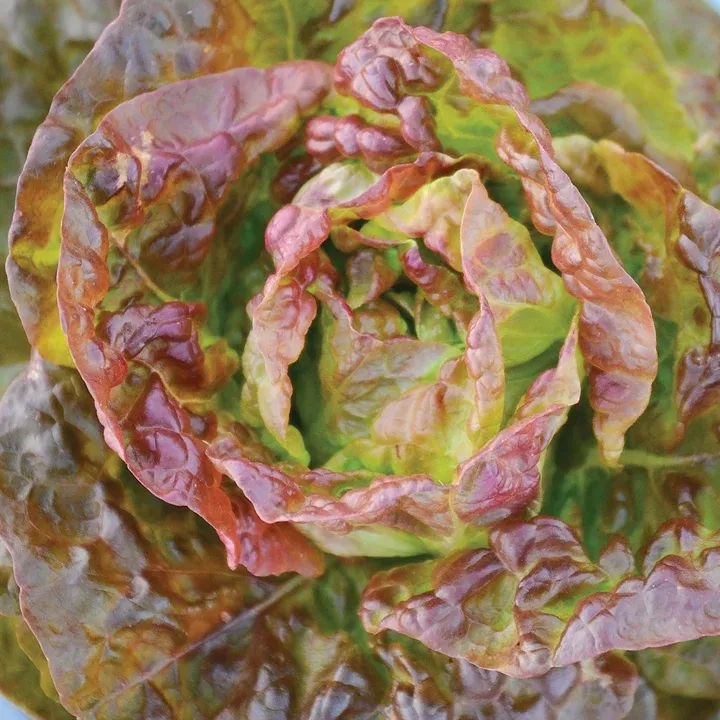 bronze-mignonette-butterhead-lettuce Bronze Mignonette Butterhead Lettuce