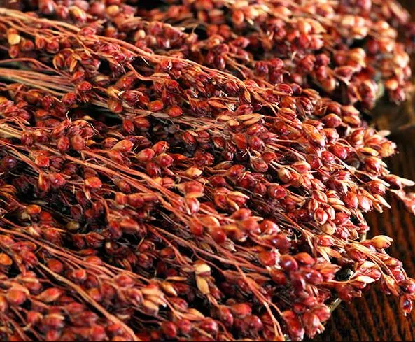 broomcorn-red-sorghum Broomcorn Red Sorghum