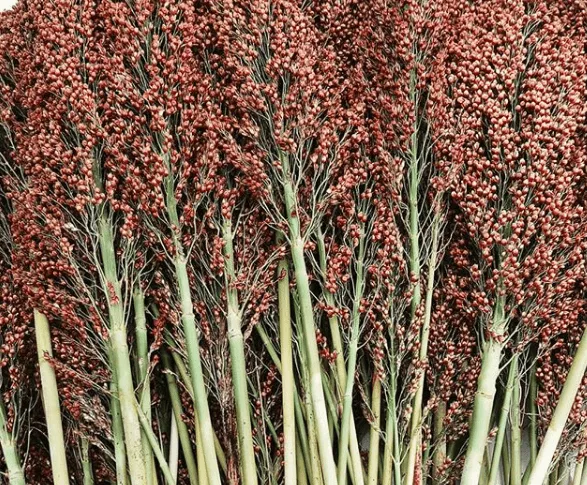 broomcorn-sorghum Broomcorn Sorghum