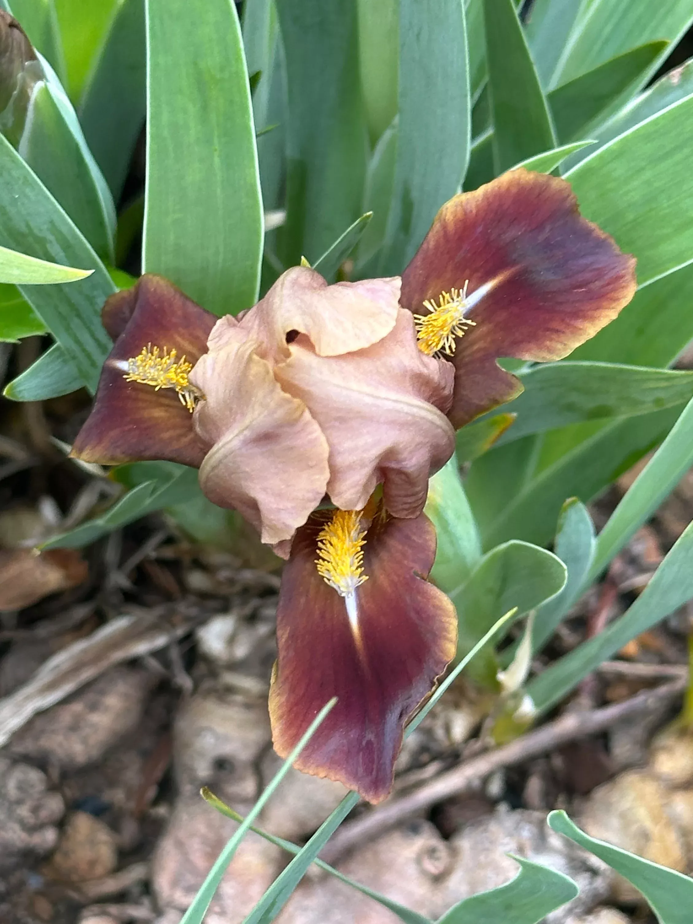 Brown Imp