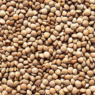 brown-lentil Brown Lentil