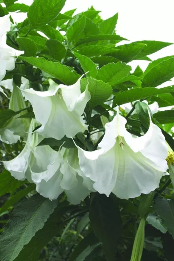 brugmansia-betty-marshall Brugmansia 'Betty Marshall'